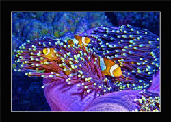 clown fish "BATIK" edition! by Adriano Trapani 